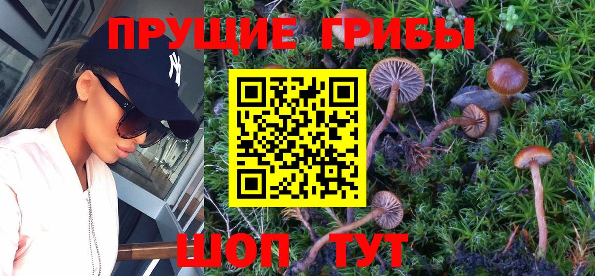 Псилоцибиновые грибы прущие грибы Астрахань